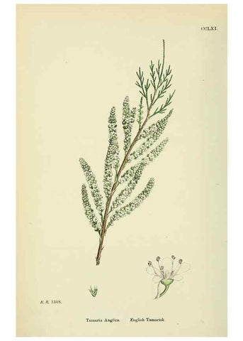 Reproducción/Reproduction 48755254601: English botany, or, Coloured figures of British plants /. London :R. Hardwicke,1863-1886.. 