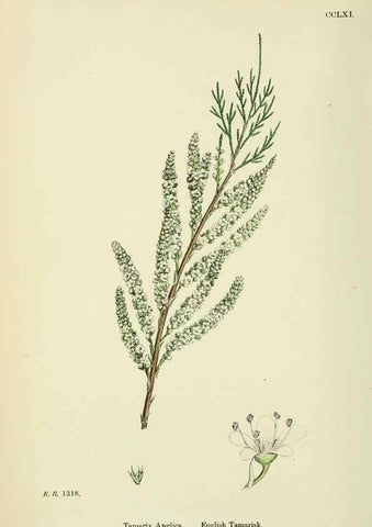 Reproducción/Reproduction 48755254601: English botany, or, Coloured figures of British plants /. London :R. Hardwicke,1863-1886.. 