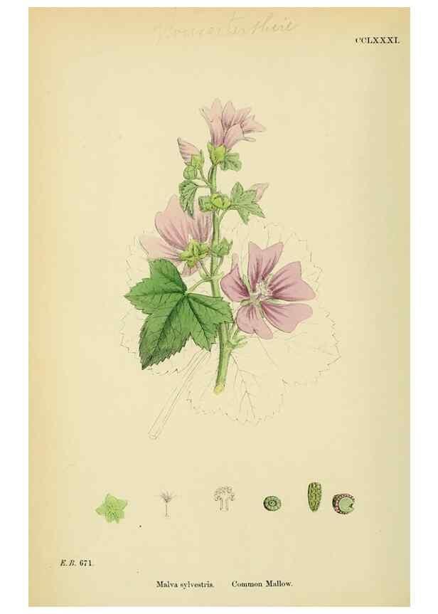 Reproducción/Reproduction 48754941143: English botany, or, Coloured figures of British plants /. London :R. Hardwicke,1863-1886.. 