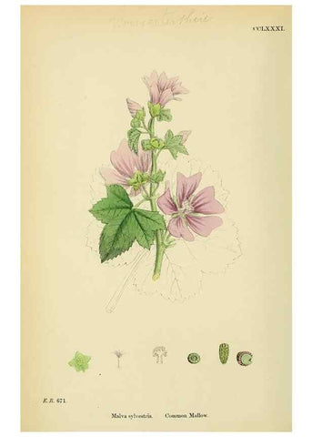 Reproducción/Reproduction 48754941143: English botany, or, Coloured figures of British plants /. London :R. Hardwicke,1863-1886.. 