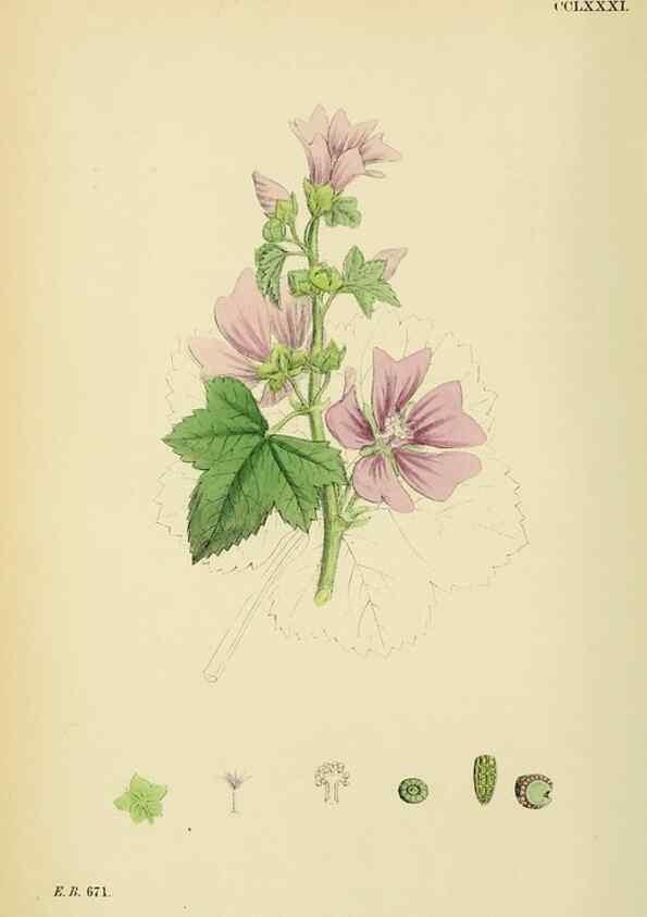 Reproducción/Reproduction 48754941143: English botany, or, Coloured figures of British plants /. London :R. Hardwicke,1863-1886.. 