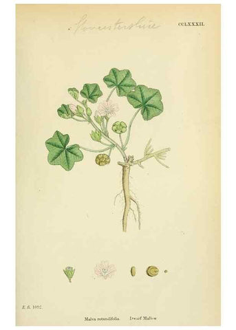 Reproducción/Reproduction 48754941388: English botany, or, Coloured figures of British plants /. London :R. Hardwicke,1863-1886.. 