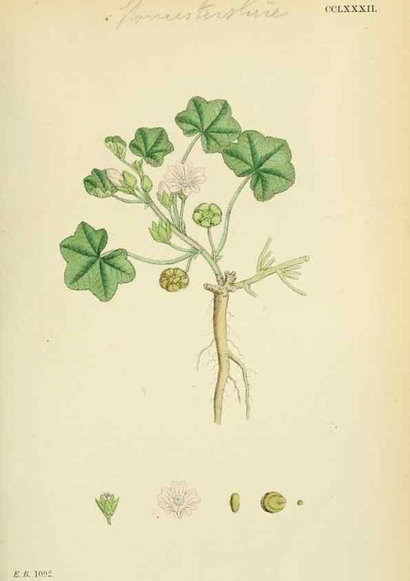 Reproducción/Reproduction 48754941388: English botany, or, Coloured figures of British plants /. London :R. Hardwicke,1863-1886.. 