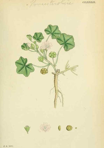 Reproducción/Reproduction 48754941388: English botany, or, Coloured figures of British plants /. London :R. Hardwicke,1863-1886.. 