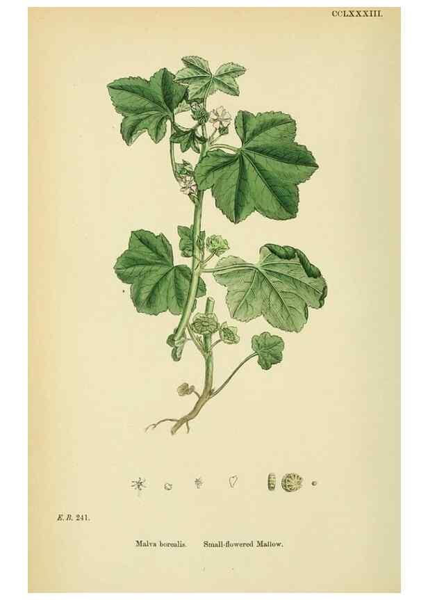 Reproducción/Reproduction 48755262501: English botany, or, Coloured figures of British plants /. London :R. Hardwicke,1863-1886.. 