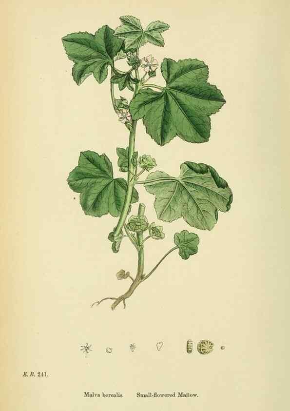 Reproducción/Reproduction 48755262501: English botany, or, Coloured figures of British plants /. London :R. Hardwicke,1863-1886.. 