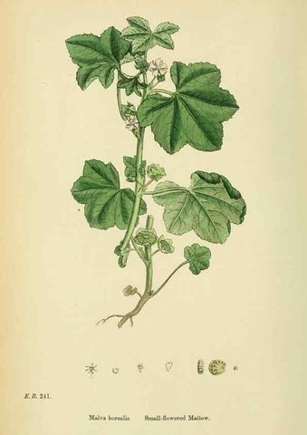 Reproducción/Reproduction 48755262501: English botany, or, Coloured figures of British plants /. London :R. Hardwicke,1863-1886.. 
