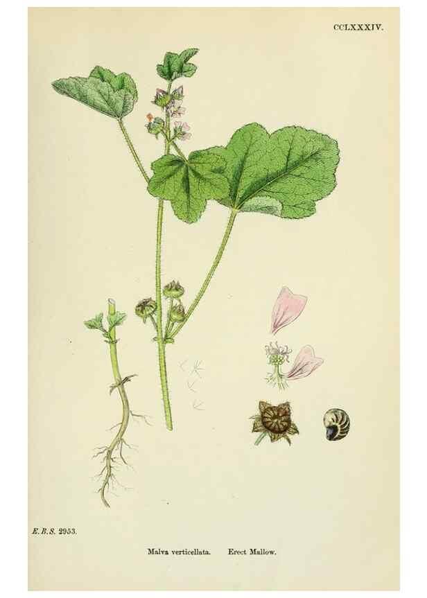 Reproducción/Reproduction 48755262841: English botany, or, Coloured figures of British plants /. London :R. Hardwicke,1863-1886.. 