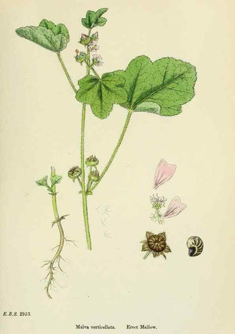 Reproducción/Reproduction 48755262841: English botany, or, Coloured figures of British plants /. London :R. Hardwicke,1863-1886.. 