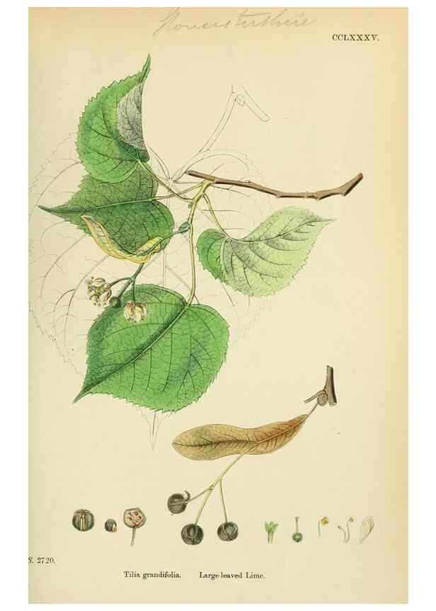 Reproducción/Reproduction 48755458747: English botany, or, Coloured figures of British plants /. London :R. Hardwicke,1863-1886.. 