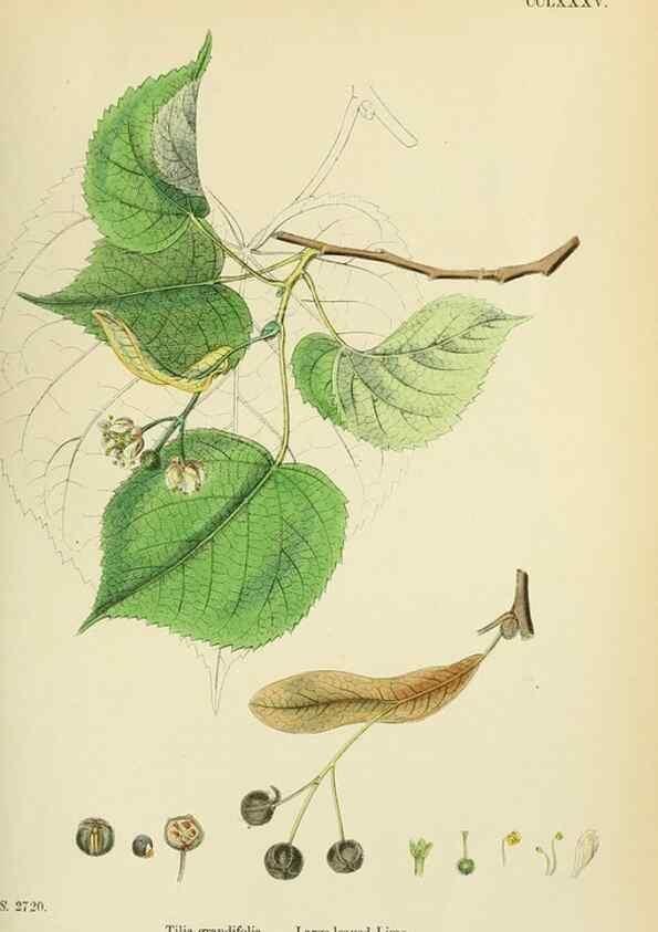 Reproducción/Reproduction 48755458747: English botany, or, Coloured figures of British plants /. London :R. Hardwicke,1863-1886.. 