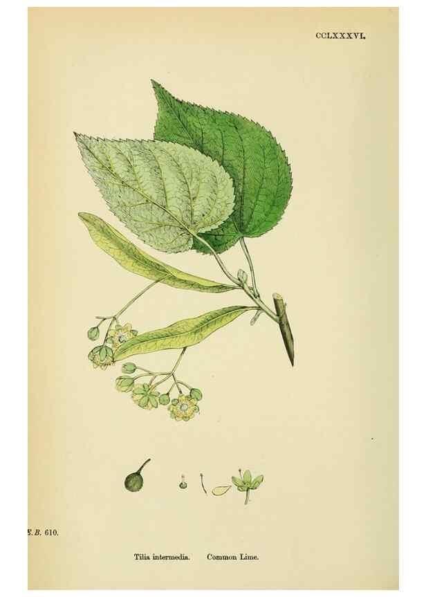 Reproducción/Reproduction 48755459112: English botany, or, Coloured figures of British plants /. London :R. Hardwicke,1863-1886.. 