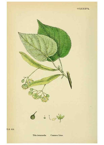Reproducción/Reproduction 48755459112: English botany, or, Coloured figures of British plants /. London :R. Hardwicke,1863-1886.. 