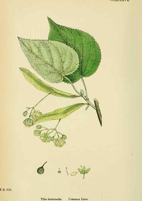 Reproducción/Reproduction 48755459112: English botany, or, Coloured figures of British plants /. London :R. Hardwicke,1863-1886.. 