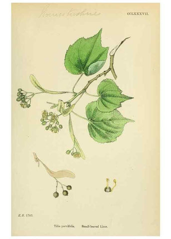 Reproducción/Reproduction 48755263986: English botany, or, Coloured figures of British plants /. London :R. Hardwicke,1863-1886.. 