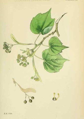 Reproducción/Reproduction 48755263986: English botany, or, Coloured figures of British plants /. London :R. Hardwicke,1863-1886.. 