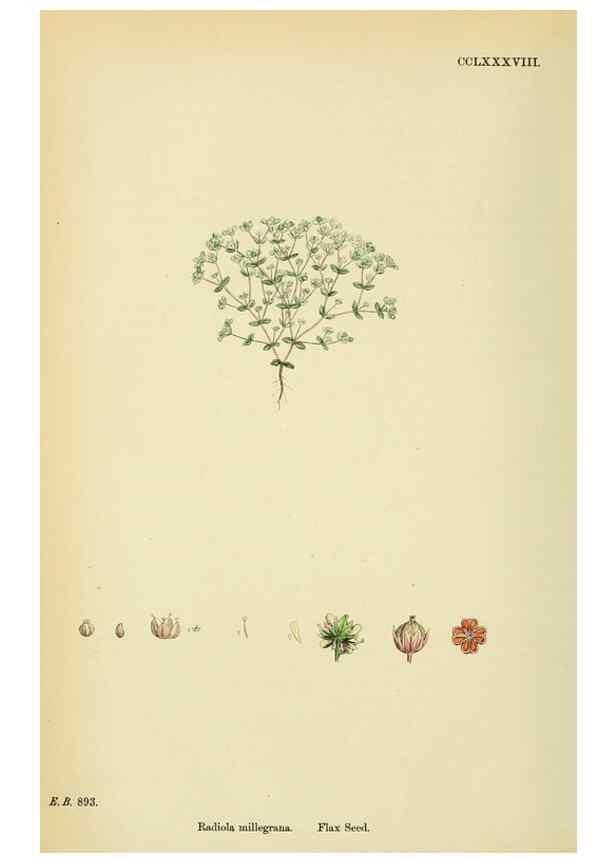 Reproducción/Reproduction 48755264286: English botany, or, Coloured figures of British plants /. London :R. Hardwicke,1863-1886.. 
