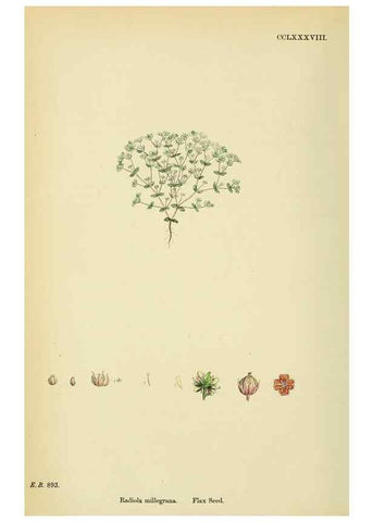 Reproducción/Reproduction 48755264286: English botany, or, Coloured figures of British plants /. London :R. Hardwicke,1863-1886.. 