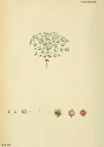 Reproducción/Reproduction 48755264286: English botany, or, Coloured figures of British plants /. London :R. Hardwicke,1863-1886.. 