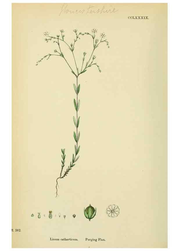 Reproducción/Reproduction 48754943918: English botany, or, Coloured figures of British plants /. London :R. Hardwicke,1863-1886.. 