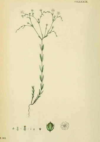 Reproducción/Reproduction 48754943918: English botany, or, Coloured figures of British plants /. London :R. Hardwicke,1863-1886.. 