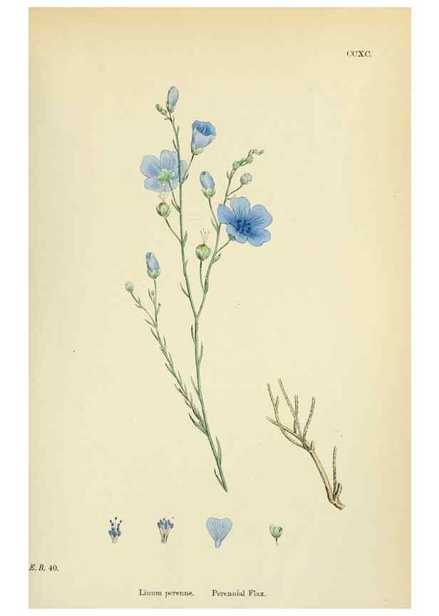 Reproducción/Reproduction 48755265061: English botany, or, Coloured figures of British plants /. London :R. Hardwicke,1863-1886.. 