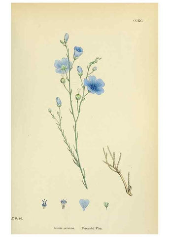 Reproducción/Reproduction 48755265061: English botany, or, Coloured figures of British plants /. London :R. Hardwicke,1863-1886.. 