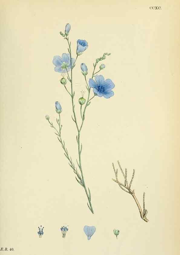 Reproducción/Reproduction 48755265061: English botany, or, Coloured figures of British plants /. London :R. Hardwicke,1863-1886.. 