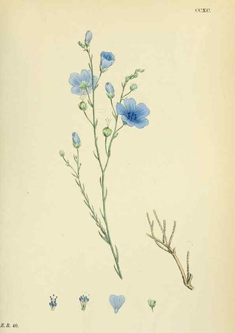 Reproducción/Reproduction 48755265061: English botany, or, Coloured figures of British plants /. London :R. Hardwicke,1863-1886.. 