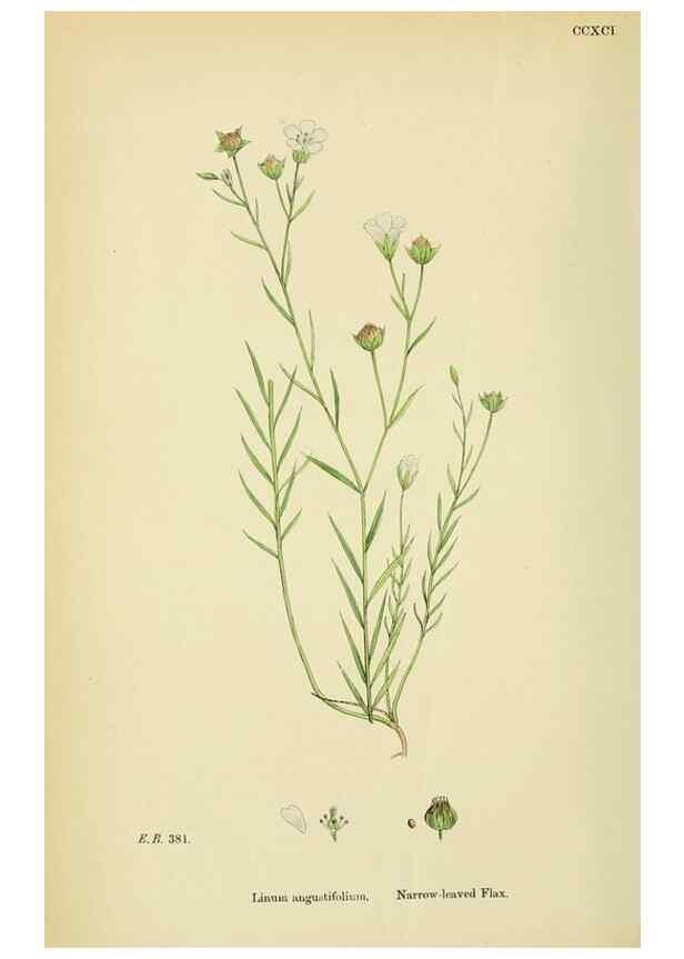 Reproducción/Reproduction 48755460642: English botany, or, Coloured figures of British plants /. London :R. Hardwicke,1863-1886.. 