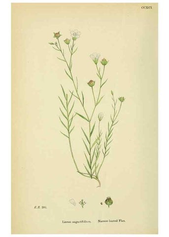 Reproducción/Reproduction 48755460642: English botany, or, Coloured figures of British plants /. London :R. Hardwicke,1863-1886.. 