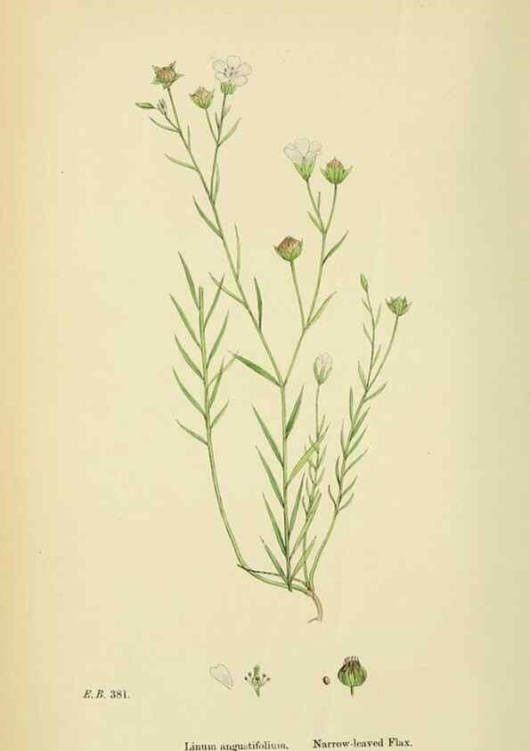 Reproducción/Reproduction 48755460642: English botany, or, Coloured figures of British plants /. London :R. Hardwicke,1863-1886.. 