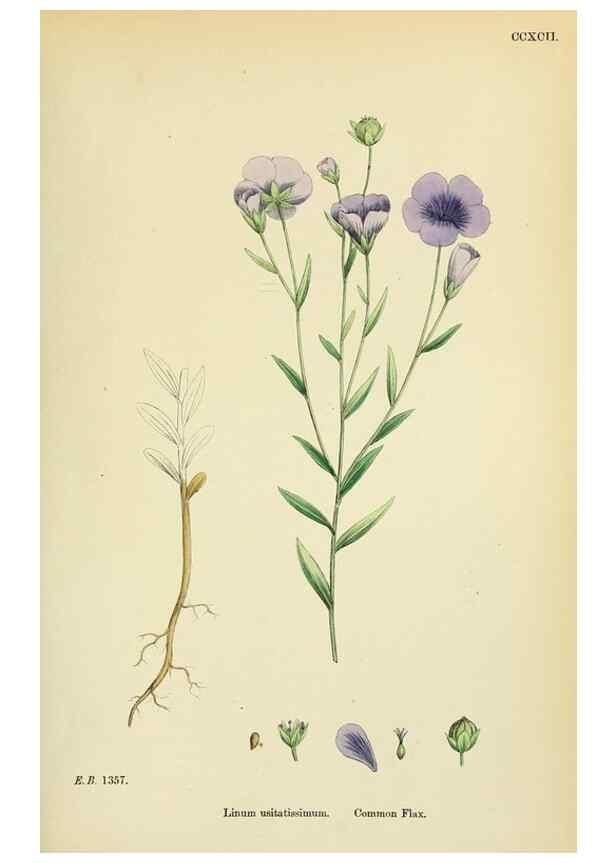 Reproducción/Reproduction 48755265631: English botany, or, Coloured figures of British plants /. London :R. Hardwicke,1863-1886.. 