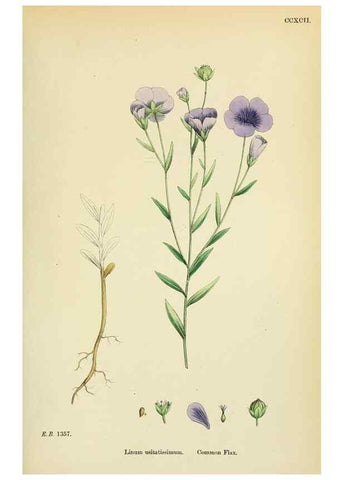 Reproducción/Reproduction 48755265631: English botany, or, Coloured figures of British plants /. London :R. Hardwicke,1863-1886.. 