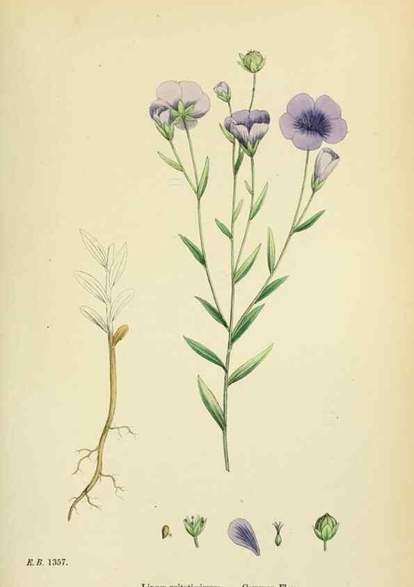Reproducción/Reproduction 48755265631: English botany, or, Coloured figures of British plants /. London :R. Hardwicke,1863-1886.. 