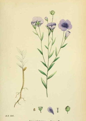 Reproducción/Reproduction 48755265631: English botany, or, Coloured figures of British plants /. London :R. Hardwicke,1863-1886.. 