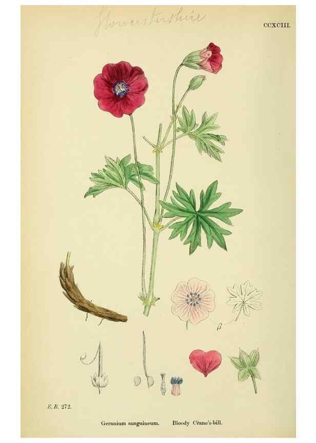 Reproducción/Reproduction 48755265981: English botany, or, Coloured figures of British plants /. London :R. Hardwicke,1863-1886.. 
