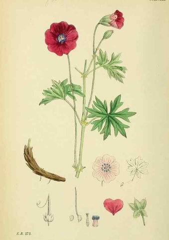 Reproducción/Reproduction 48755265981: English botany, or, Coloured figures of British plants /. London :R. Hardwicke,1863-1886.. 