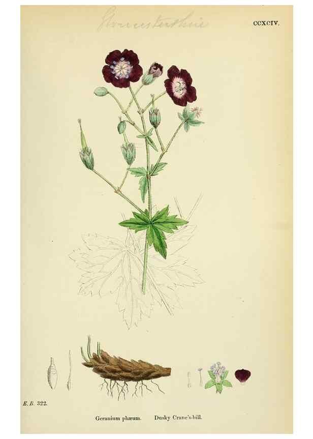 Reproducción/Reproduction 48755266246: English botany, or, Coloured figures of British plants /. London :R. Hardwicke,1863-1886.. 