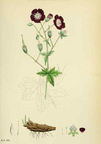 Reproducción/Reproduction 48755266246: English botany, or, Coloured figures of British plants /. London :R. Hardwicke,1863-1886.. 