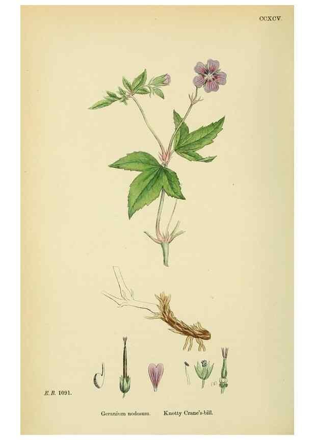 Reproducción/Reproduction 48755461822: English botany, or, Coloured figures of British plants /. London :R. Hardwicke,1863-1886.. 