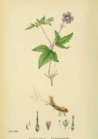 Reproducción/Reproduction 48755461822: English botany, or, Coloured figures of British plants /. London :R. Hardwicke,1863-1886.. 