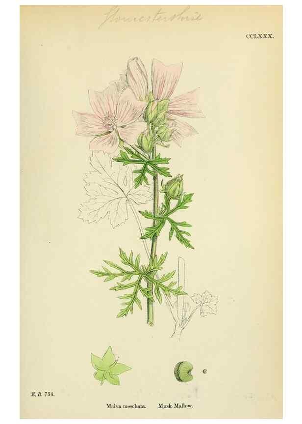 Reproducción/Reproduction 48755456912: English botany, or, Coloured figures of British plants /. London :R. Hardwicke,1863-1886.. 