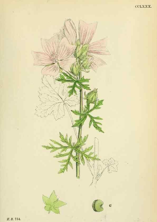 Reproducción/Reproduction 48755456912: English botany, or, Coloured figures of British plants /. London :R. Hardwicke,1863-1886.. 
