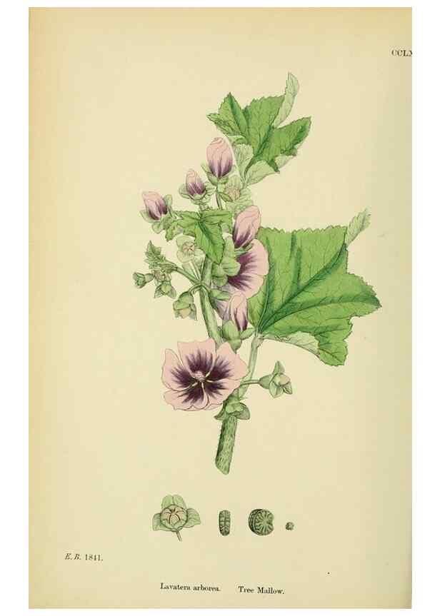 Reproducción/Reproduction 48755456577: English botany, or, Coloured figures of British plants /. London :R. Hardwicke,1863-1886.. 