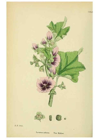 Reproducción/Reproduction 48755456577: English botany, or, Coloured figures of British plants /. London :R. Hardwicke,1863-1886.. 
