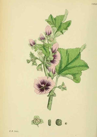 Reproducción/Reproduction 48755456577: English botany, or, Coloured figures of British plants /. London :R. Hardwicke,1863-1886.. 