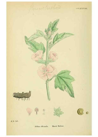 Reproducción/Reproduction 48755456217: English botany, or, Coloured figures of British plants /. London :R. Hardwicke,1863-1886.. 