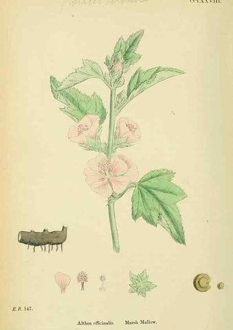 Reproducción/Reproduction 48755456217: English botany, or, Coloured figures of British plants /. London :R. Hardwicke,1863-1886.. 