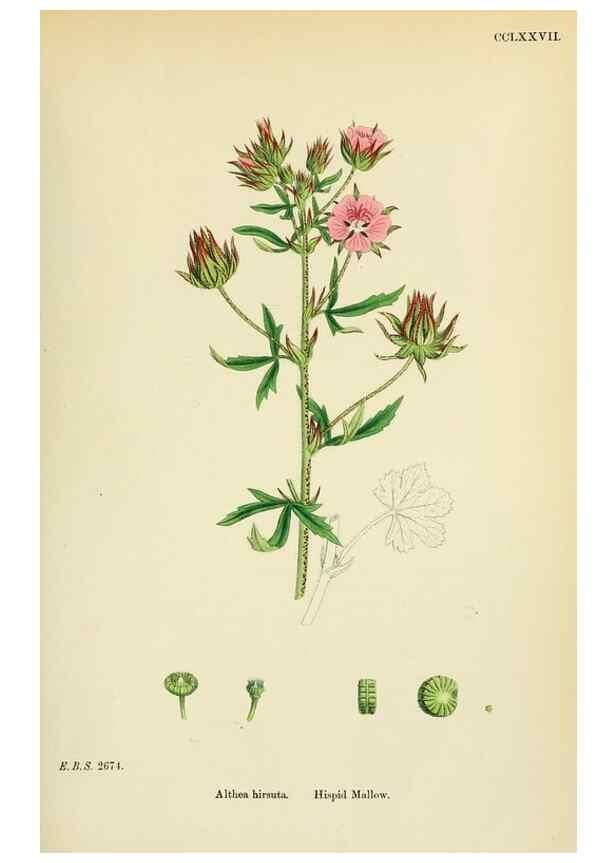 Reproducción/Reproduction 48754939733: English botany, or, Coloured figures of British plants /. London :R. Hardwicke,1863-1886.. 
